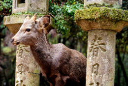 Japan_Autumn_2025 (6/47)